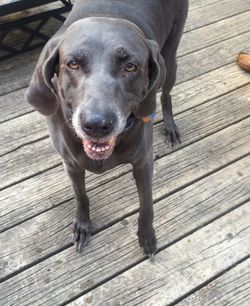 Portrait of dog on wooden floor