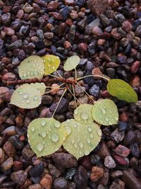 Close-up of wet leaves