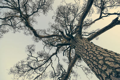 Low angle view of bare tree against clear sky