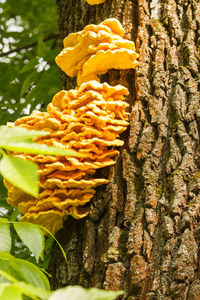 Close-up of yellow mushrooms growing on tree trunk