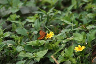 Close-up of butterfly pollinating on yellow flower