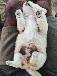 High angle portrait of dog relaxing on sofa