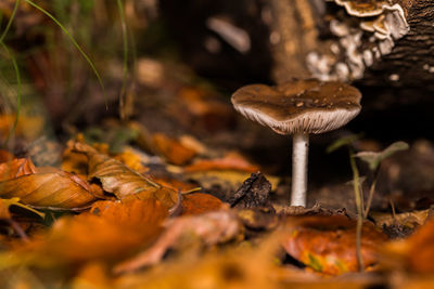 Close-up of mushroom growing in forest