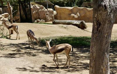 Close-up of animals in zoo enclosure 