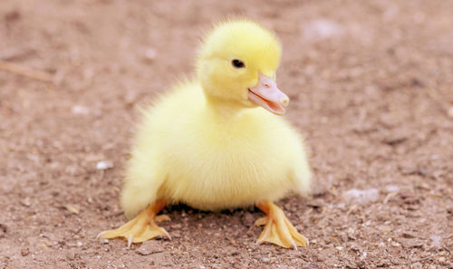 bird