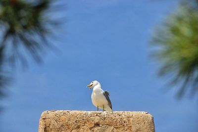 Bird perching on stone against sky