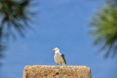 Bird perching on wall against sky