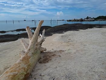 Driftwood on beach against sky