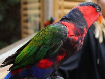 Close-up of parrot perching