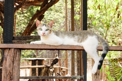 Cat in an ecological park in northeastern brazil