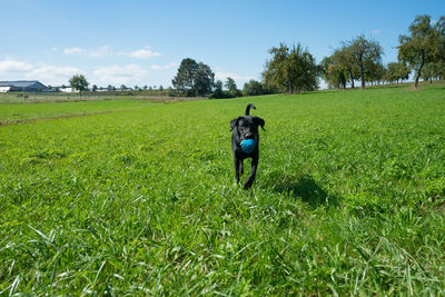 Rear view of man on field against sky