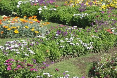 Fresh pink flowers blooming in field