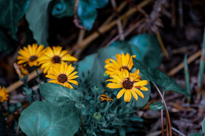 Close-up of yellow flowering plant