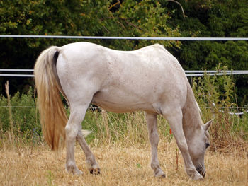 Horse standing in ranch