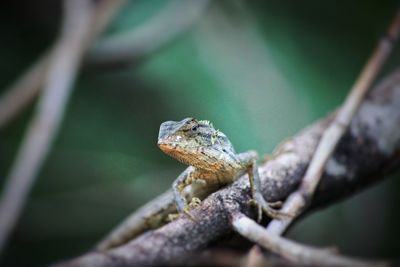 Close-up of lizard on branch