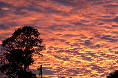 Low angle view of silhouette tree against orange sky