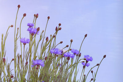 Close-up of purple flowering plants against blue sky