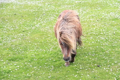 Pony on grassy field