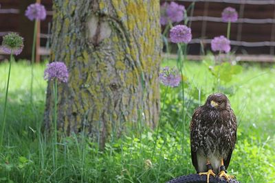 View of bird perching on flower