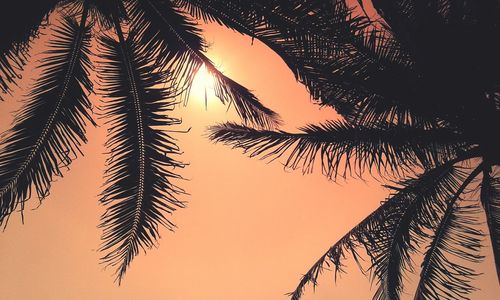 Low angle view of silhouette coconut palm tree leaves against clear sky