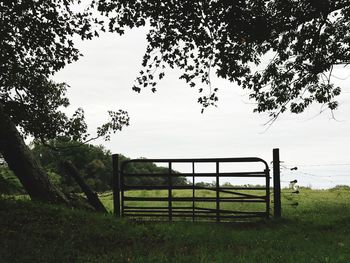 Trees on field against sky