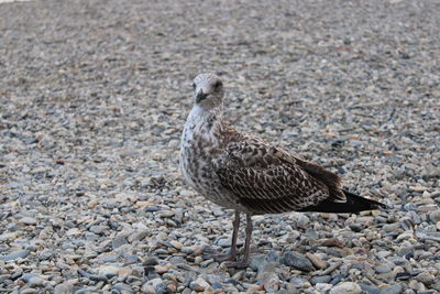 Seagull perching on a ground