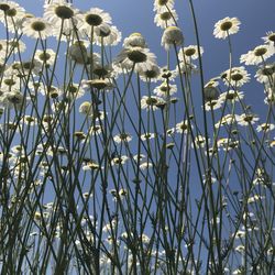 Low angle view of flowering plants on field against sky