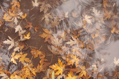 High angle view of maple leaves during autumn