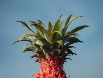 Close-up of pineapple against clear blue sky