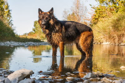 View of dog drinking water in lake