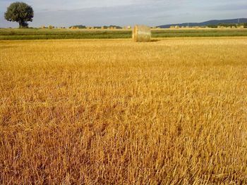 Scenic view of rural landscape