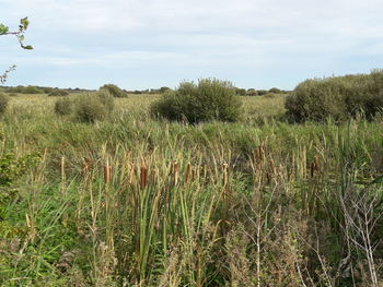 Scenic view of field against sky