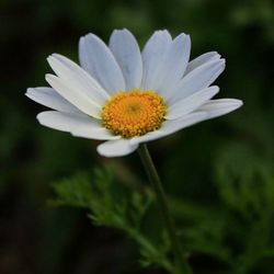 Close-up of white daisy blooming outdoors