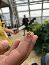 Close-up of hand holding leaf