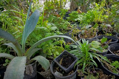 Close-up of plants