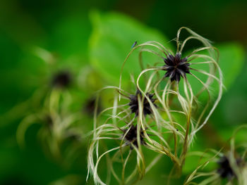 Close-up of dandelion on plant