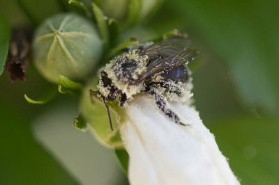 Close-up of insect on flower