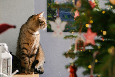 Cat sitting on christmas tree