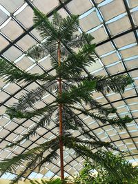 Low angle view of palm tree against cloudy sky