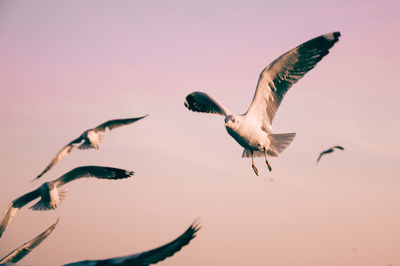 Low angle view of birds flying against sky