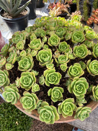 High angle view of succulent plant