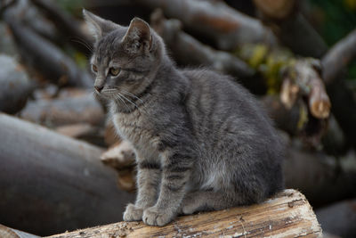 Close-up of a cat looking away