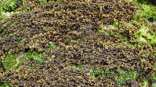 High angle view of caterpillar on a field