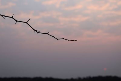 Close-up of silhouette plant against sky during sunset