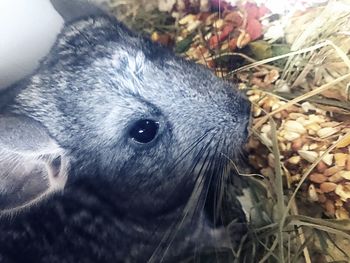 Close-up of an animal