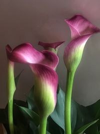 Close-up of day lily