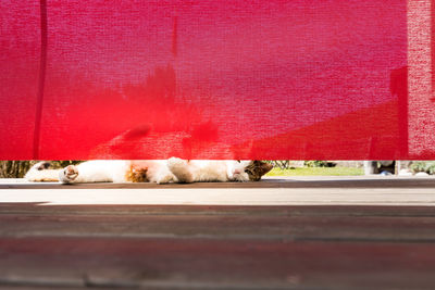 Cat sleeping on red wall