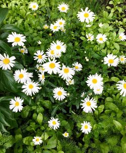 High angle view of flowers blooming in park