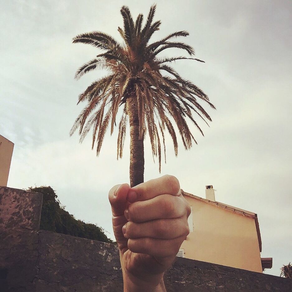 CLOSE-UP OF MAN HAND HOLDING PALM TREE