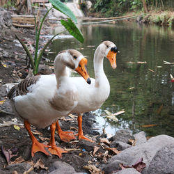 Ducks on rock at lakeshore